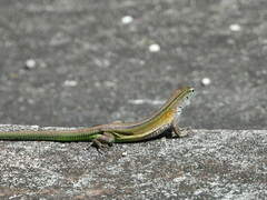 Cnemidophorus lemniscatus