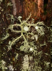 Usnea molliuscula