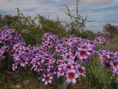 Leucocoryne purpurea