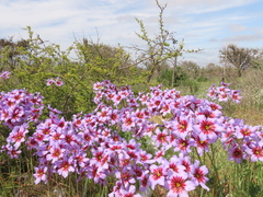 Leucocoryne purpurea