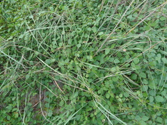 Strophostyles helvola