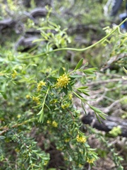 Pimelea serpyllifolia