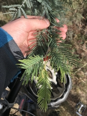 Acacia dealbata dealbata