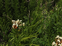 Heliotropium sinuatum