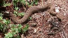 Crotalus triseriatus