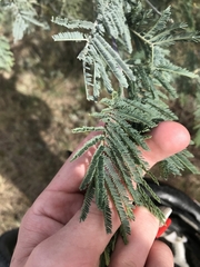 Acacia dealbata dealbata