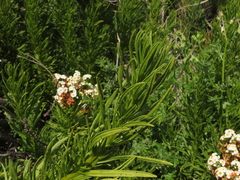 Heliotropium sinuatum