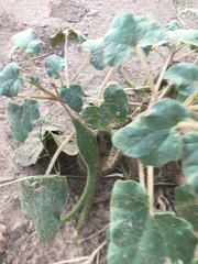 Proboscidea parviflora