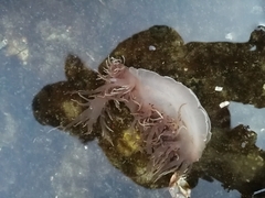 Dendronotus iris