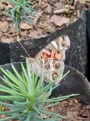 Vanessa virginiensis