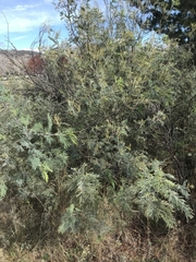 Acacia dealbata dealbata