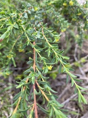 Pimelea serpyllifolia