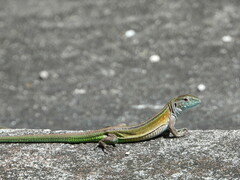 Cnemidophorus lemniscatus