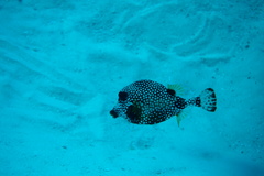 Lactophrys triqueter