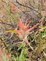 Castilleja linariifolia
