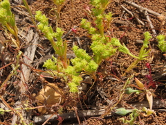 Lastarriaea chilensis