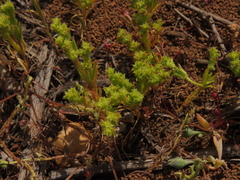 Lastarriaea chilensis