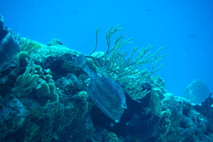 Acanthostracion polygonium