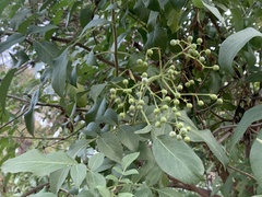 Sambucus cerulea