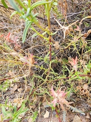 Castilleja linariifolia