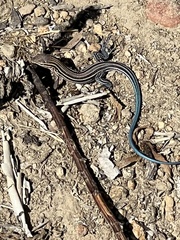 Aspidoscelis hyperythrus beldingi