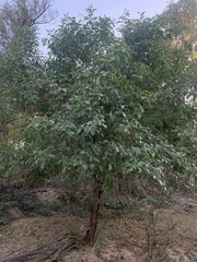 Sambucus cerulea