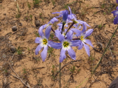 Leucocoryne coquimbensis