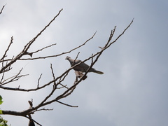 Streptopelia decaocto