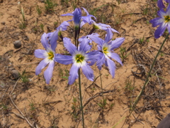 Leucocoryne coquimbensis