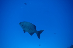 Kyphosus cinerascens