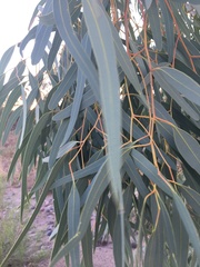 Eucalyptus camaldulensis