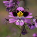 Schizanthus carlomunozii carlomunozii - Photo (c) Nicolás Lavandero,  זכויות יוצרים חלקיות (CC BY), הועלה על ידי Nicolás Lavandero