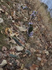 Symphyotrichum chilense