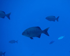 Kyphosus cinerascens