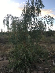 Eucalyptus camaldulensis
