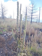 Verbascum thapsus