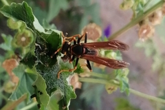 Polistes comanchus