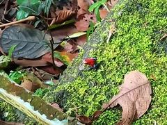 Oophaga pumilio