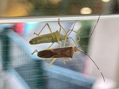 Paradasynus spinosus