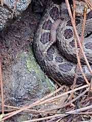 Crotalus triseriatus