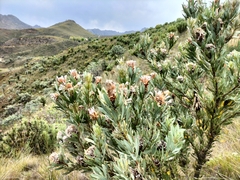 Protea laurifolia
