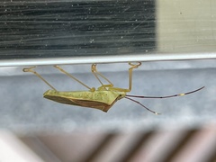 Paradasynus spinosus