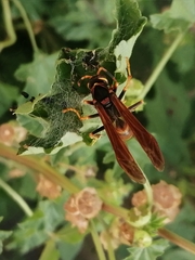 Polistes comanchus