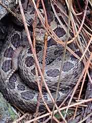 Crotalus triseriatus