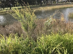 Leptospermum continentale