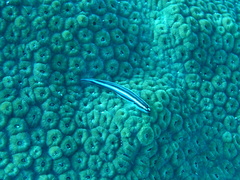 Elacatinus illecebrosus