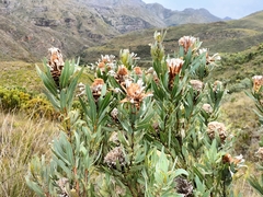 Protea laurifolia