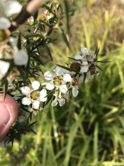 Leptospermum continentale