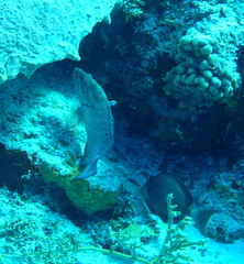 Cephalopholis cruentata