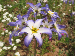 Leucocoryne coquimbensis